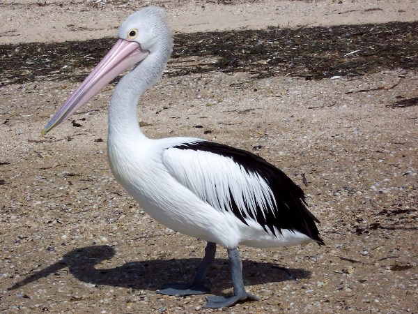 Australian birds pelican 02
