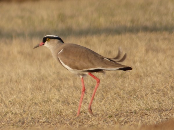 Crowned lapwing01