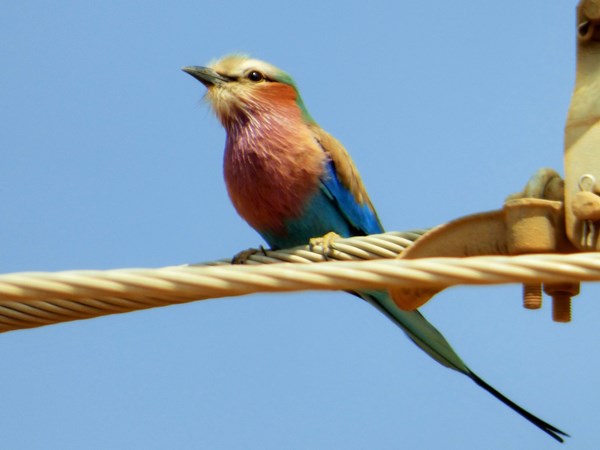 Lilac-breasted roller 01