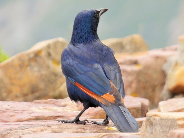Red-winged starling 02