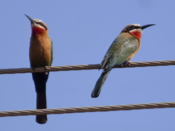 White-fronted bee-eater 01