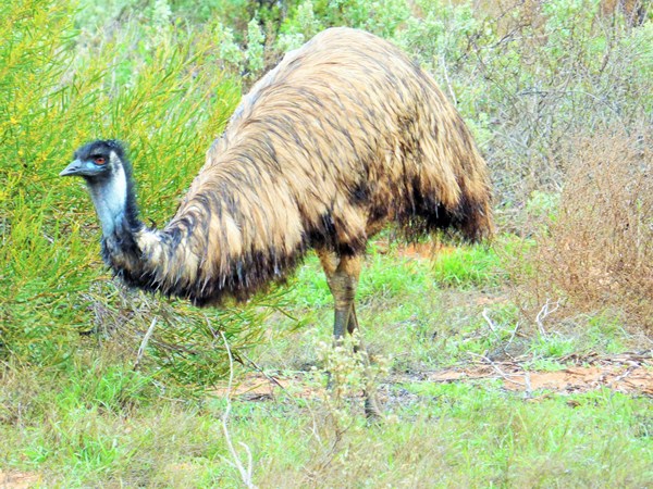 Emu-02