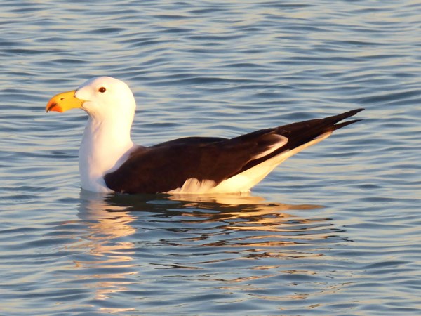 Pacific-gull-01