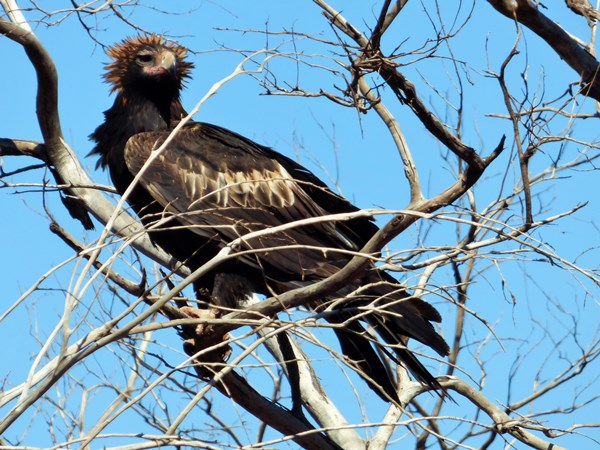 Wedge-tailed-eagle-03