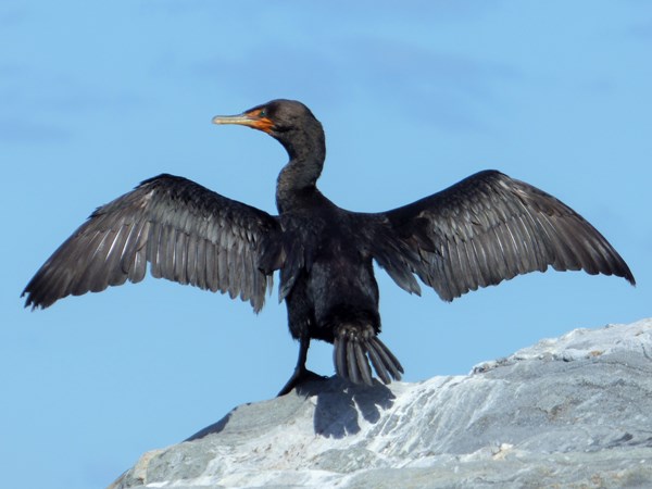 2019 Double-crested cormorant 02