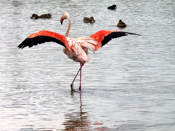European birds flamingo 02