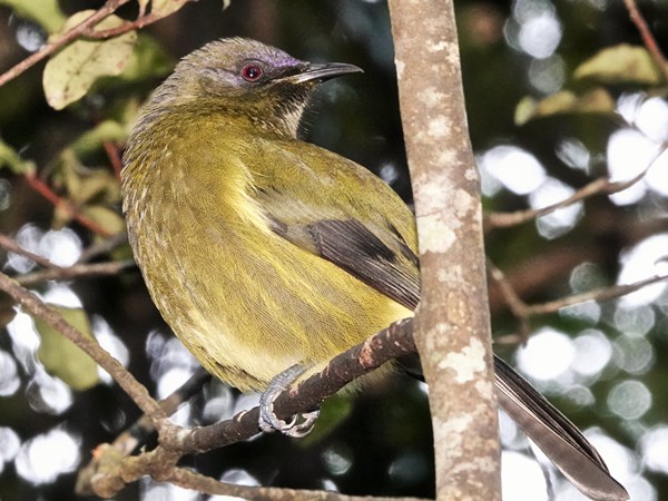 Nigel S. Roberts: Bird photography