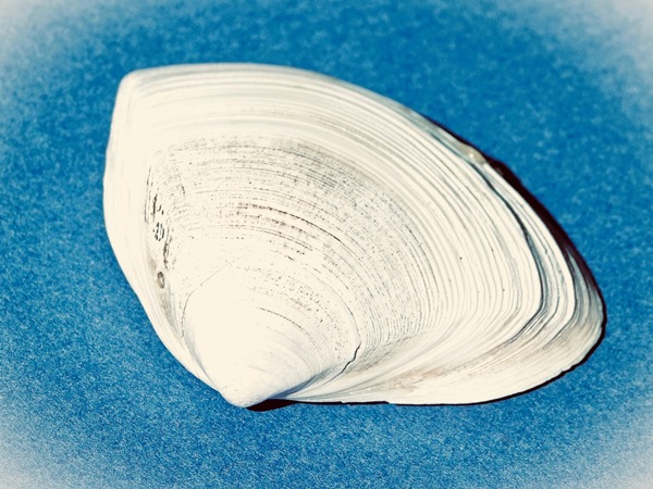 C-to-C-063: Pacific coast shell.